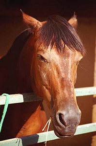 Stables